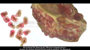 D90_20101110_4837DSC_8537 copy 22