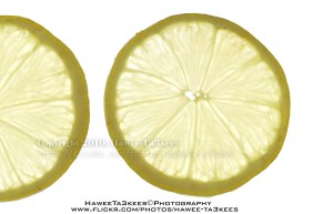 D90_20101110_4852DSC_8446 copy3