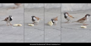 D90_20100122_02795 copy