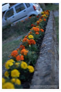 D90_20100705_1614DSC_5066 copy