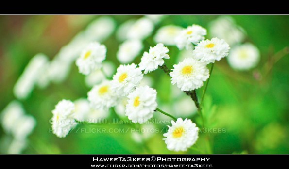 Little White flowers