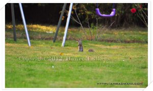 D90_20120918_8057DSC_0466 copy