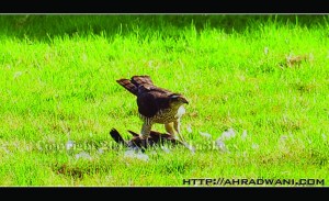 D90_20121003_9135DSC_1594 copy