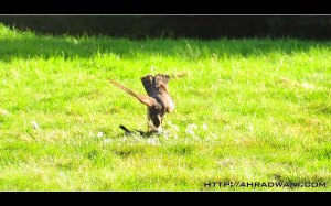 D90_20121003_9150DSC_1609 copy