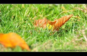 D90_20121004_9261DSC_1724 copy2