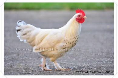 D90_20120918_8080DSC_0489 copy