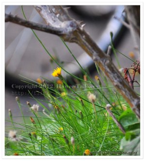 D90_20120918_8083DSC_0492 copy