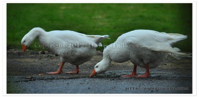 D90_20120921_8658DSC_1077 copy