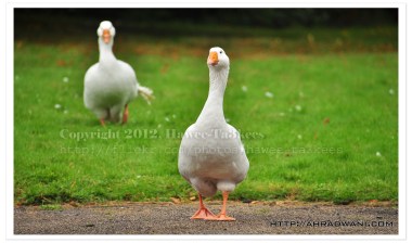 D90_20120924_8717DSC_1137 copy