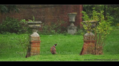 D90_20121008_9416DSC_1891 copy