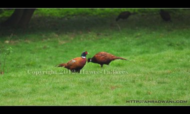 D90_20121008_9432DSC_1909 copy