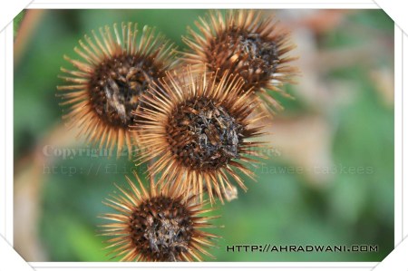 D90_20121001_8908DSC_1363 copy