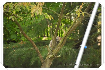 D90_20121009_9516DSC_1994 copy