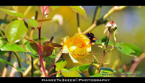 D90_20121004_9256DSC_1719 copy