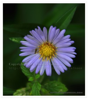 D90_20121008_9350DSC_1820 copy