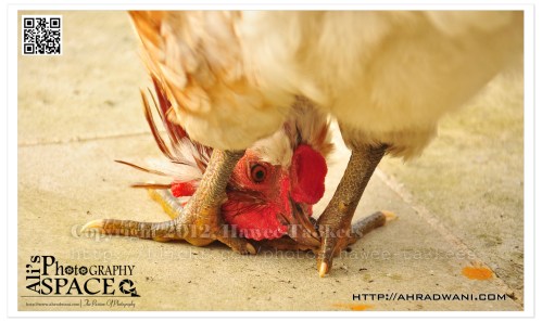 D90_20121009_9460DSC_1938 copy