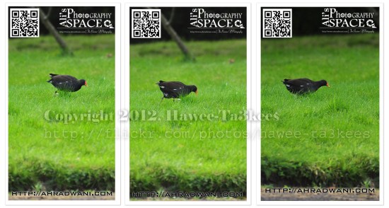 D90_20120925_8826DSC_1266 copy