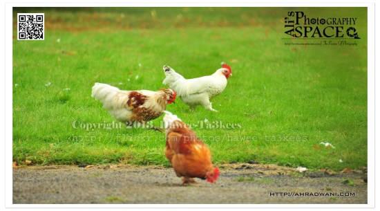 D90_20120924_8700DSC_1120 copy