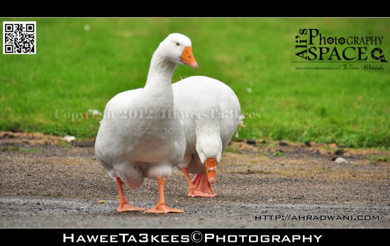 D90_20120924_8719DSC_1139 copy