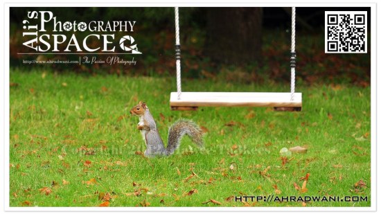 D90_20121009_9514DSC_1992 copy