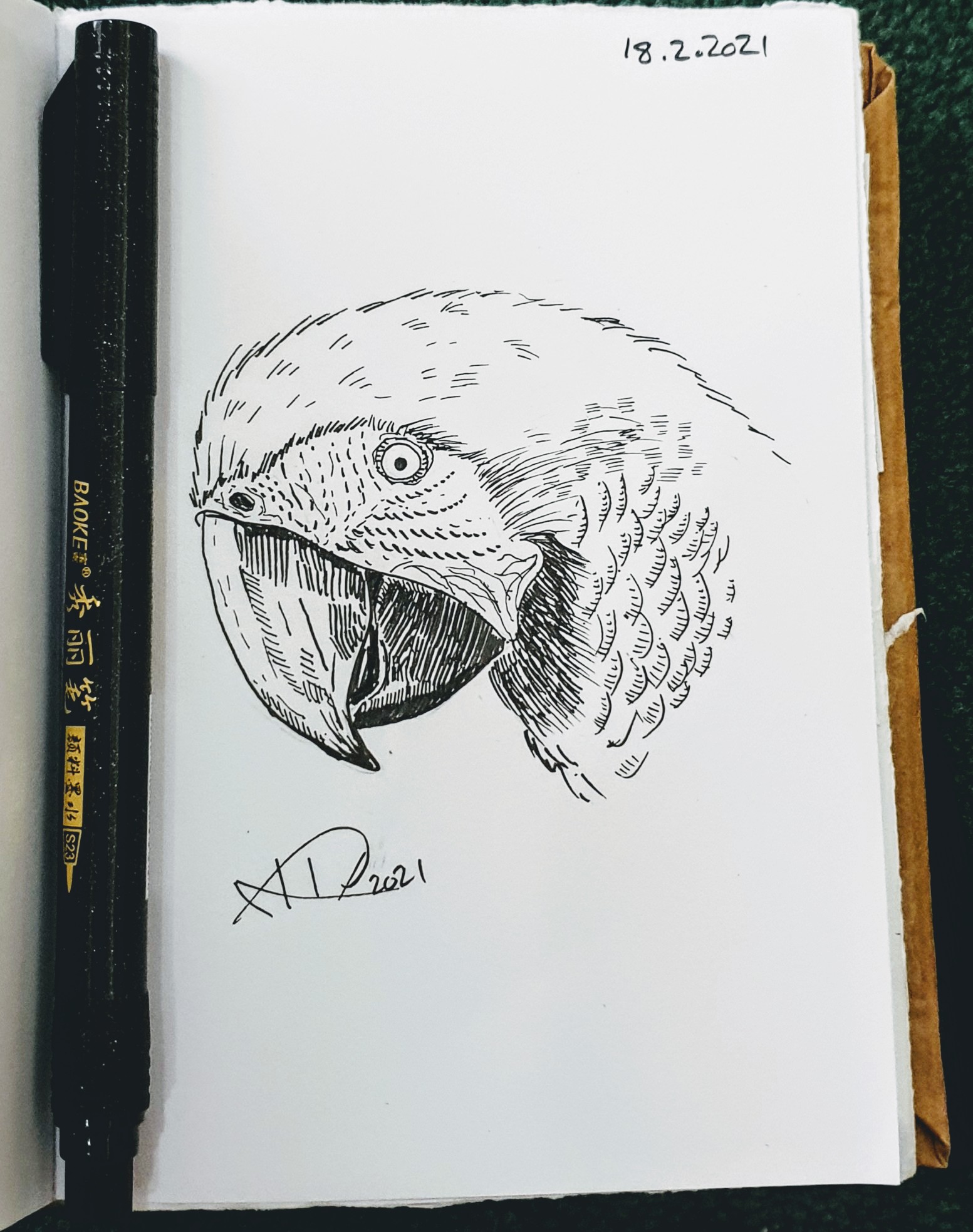 Ali radwani drawing sketch challenge 1hour1sketch pen pencil parrot 