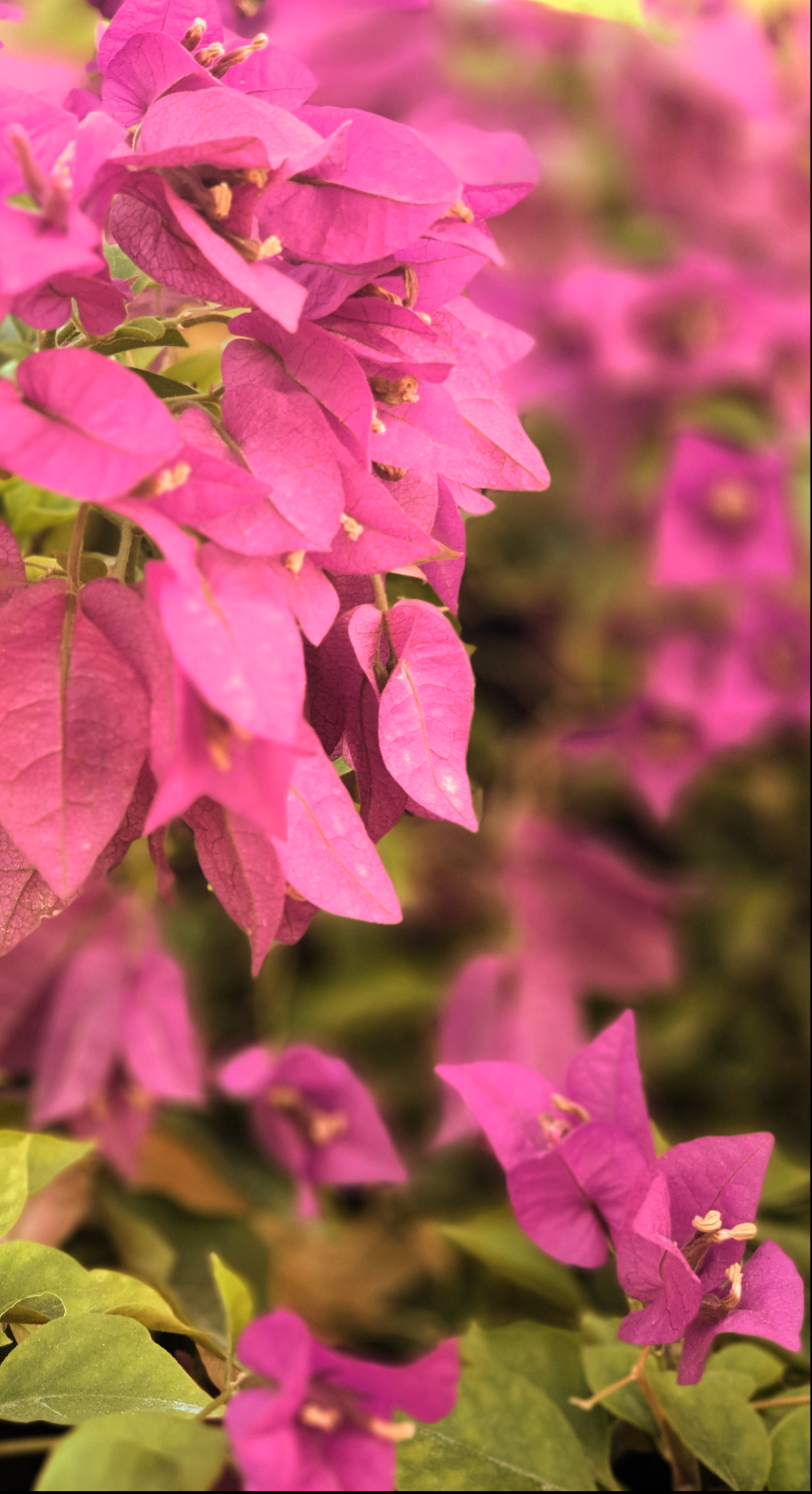Ali radwani pink red flowers photo Photography 