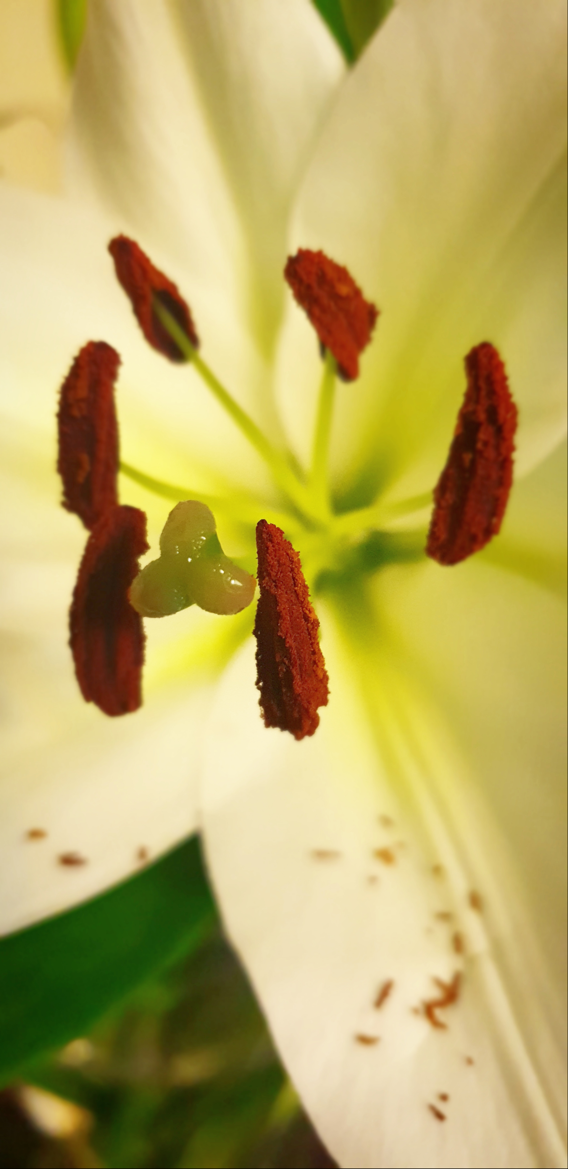 Ali radwani flowers photo Photography macro image 