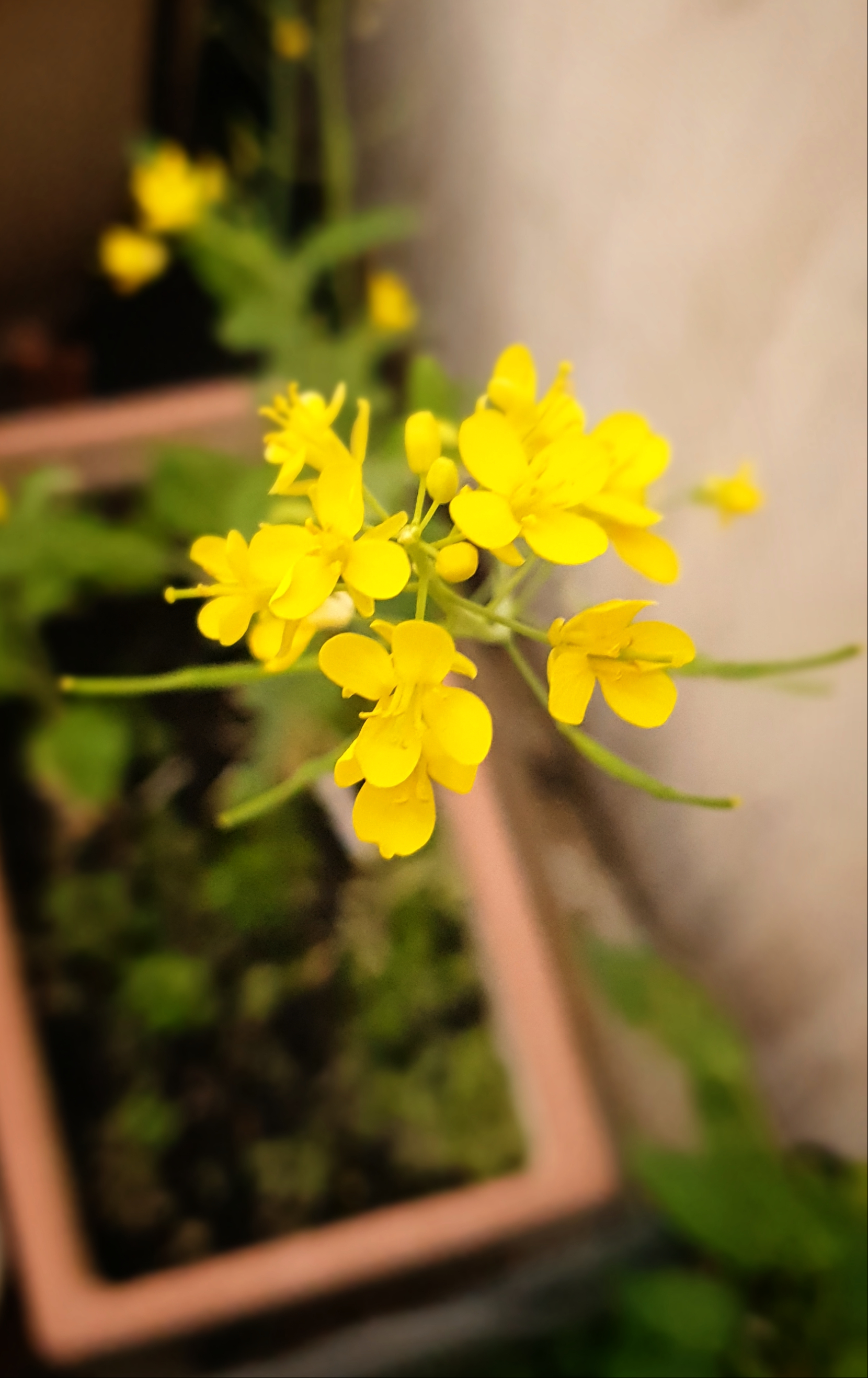 Ali radwani yellow flowers photo Photography 