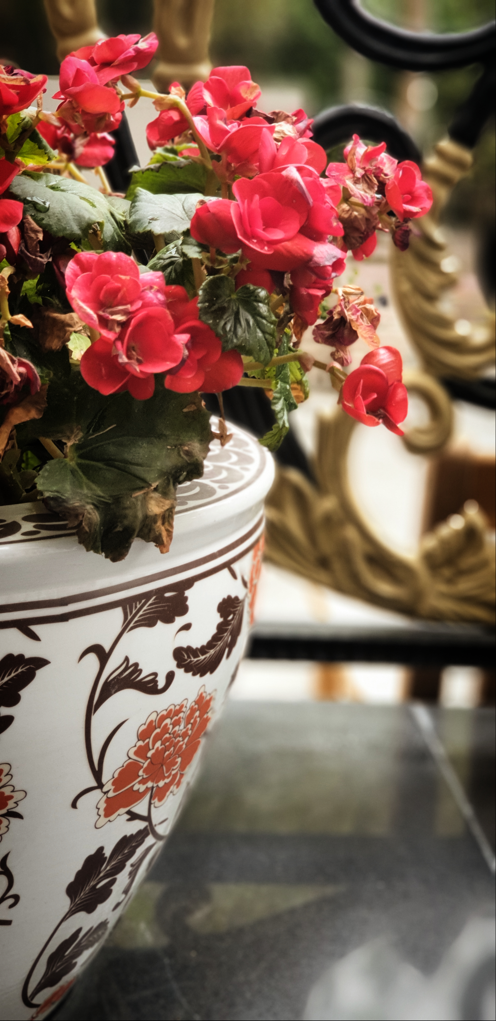 Ali radwani red flowers photo Photography 