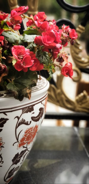 Ali radwani red flowers photo Photography