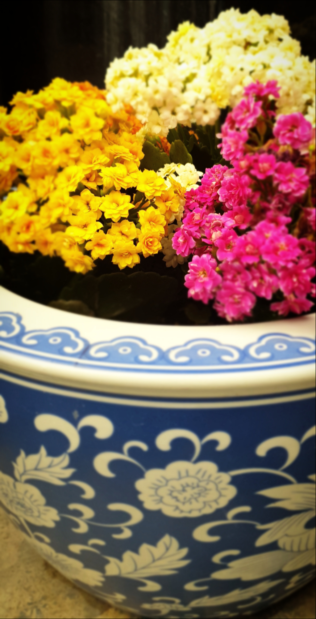 flowers photo ali doha qatar 