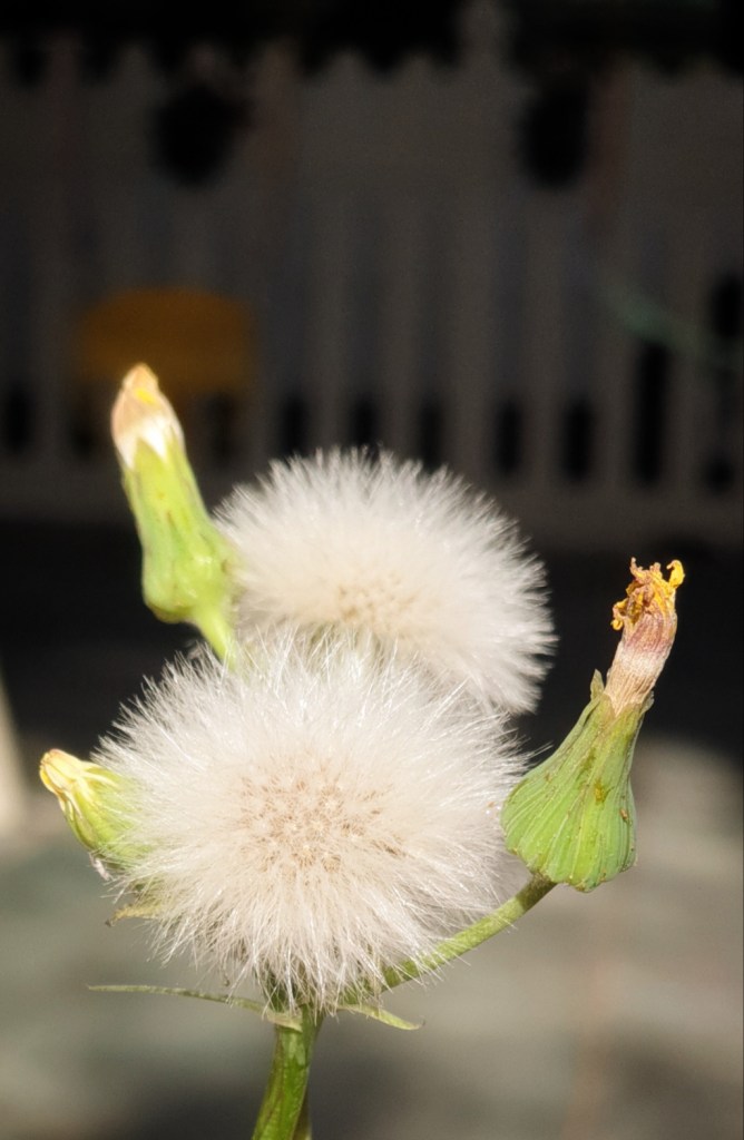 Ali radwani flowers in garden camera photo photography 