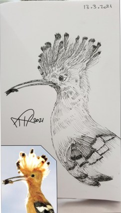 ali  radwani drawing sketch sketchbook hoopoe bird pen pencil 