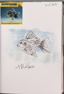 ali radwani sketch 1hour1sketch