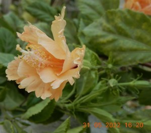 ali radwani ahradwani.com photo photography Nikon coolpix camera s9900 lens