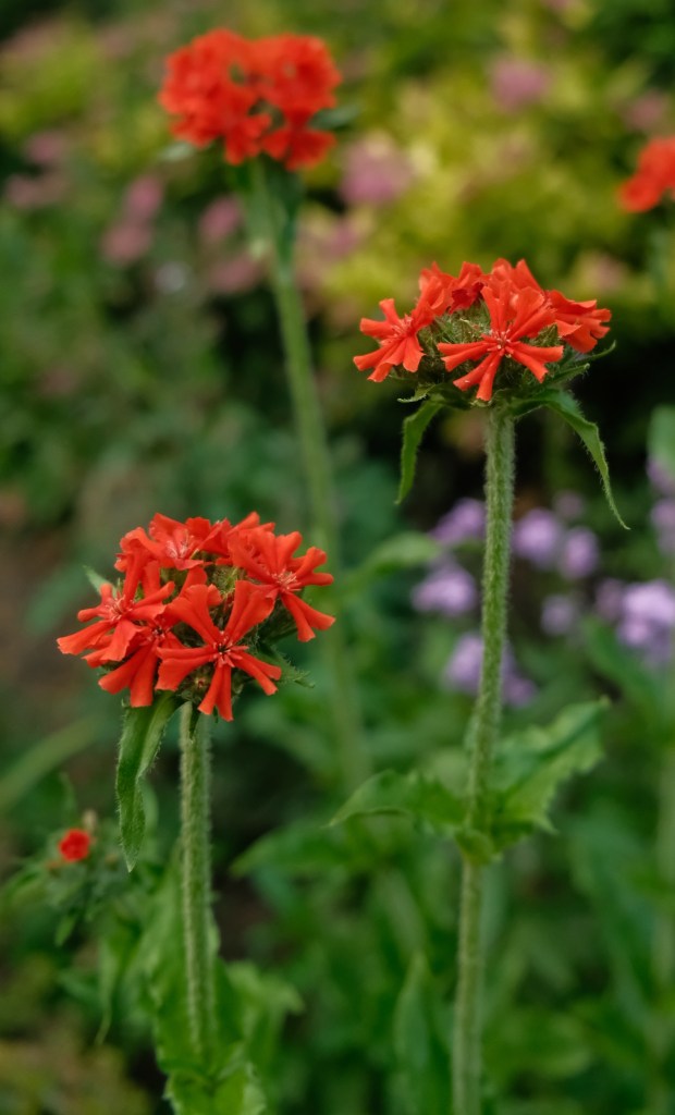 london ali radwani camera fujifilm xt30ii nikon