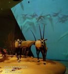 NMoQ fujifilm  qatar national museum doha radwani ali sony nikon rx100