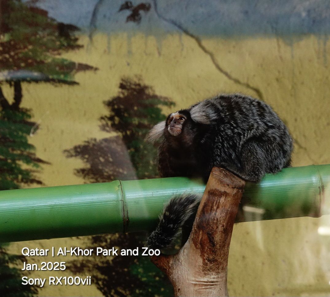 radwani camera nikon fujifilm Sony RX100vii RX100M7 blackandwhite qatar street photography London museum