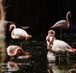 radwani fuji sony rx100 doha qatar 