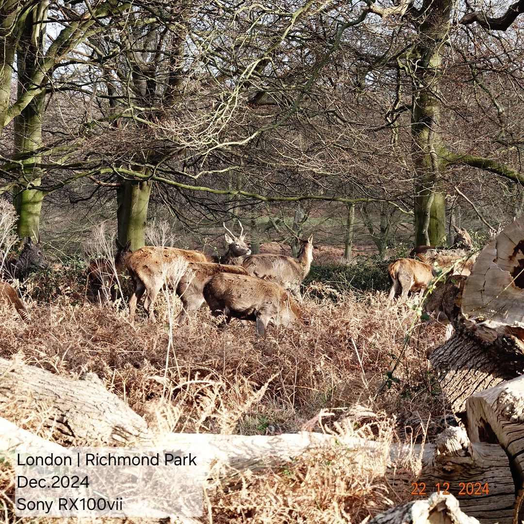 radwani camera nikon fujifilm Sony RX100vii RX100M7 blackandwhite qatar street photography London museum X-T30ii ttartisan